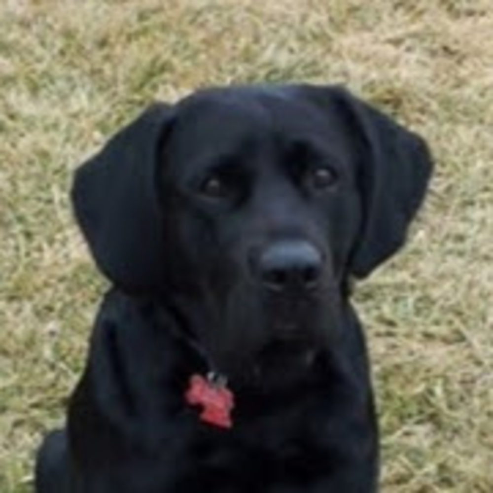 Meet your Posher, Annie